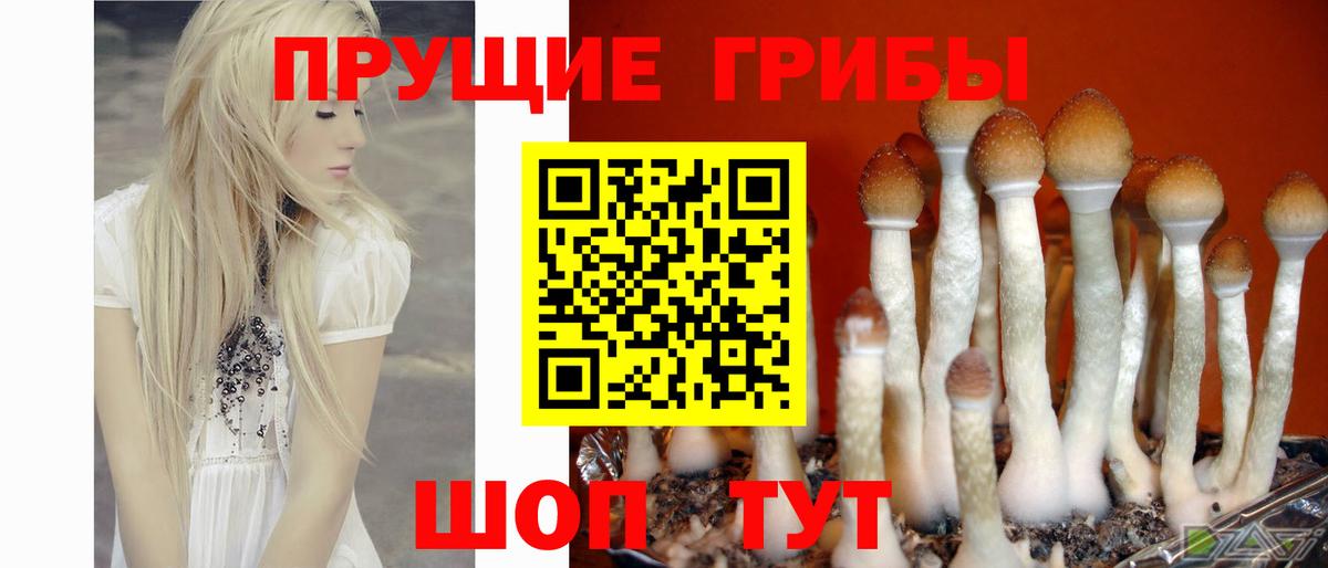 Галлюциногенные грибы прущие грибы Туапсе